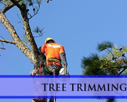 L.C.S. Lawn and Tree Service Inc.