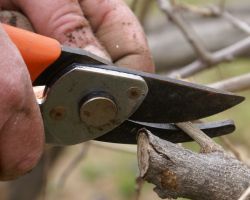 Dannys Tree Service