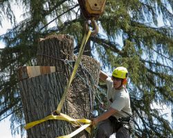 Oakland Tree Care Service