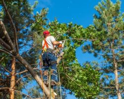 OKC Tree Service