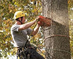 Sullivan Tree Service