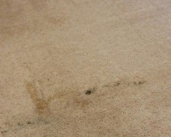 180 Carpet Cleaning LLC