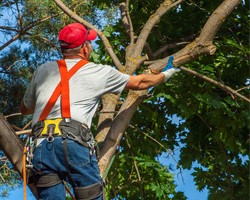 Grind Tree Service