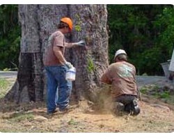 Tree Lawn Medic