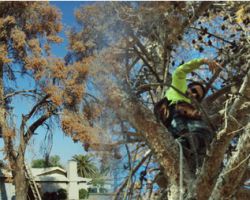 AZ Tree Trimmer