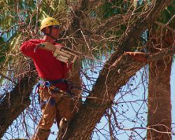 Top Leaf Tree Service