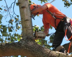 Evergreen Tree Services