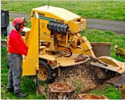 Northwest Tree Experts