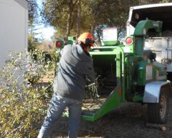 Godzillas Tree Service