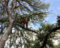 E & B Tree Service