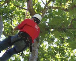 A Plus Tree Service