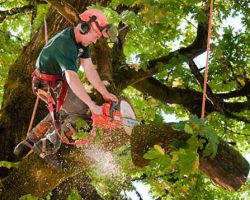 Tree Cutting Pros