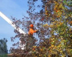 Bellizzi Tree Service