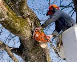 San Jose Tree Service