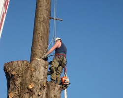 Archon Tree Services Inc