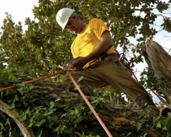 Kingwood Tree Service