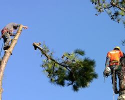 Triple Tree Service