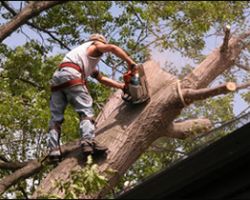 Lanzas Tree Service