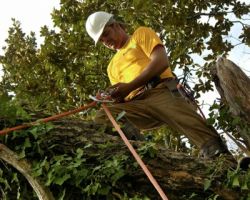 Tree Removal Sugar Land