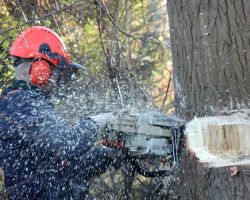 Affordable Tree Service