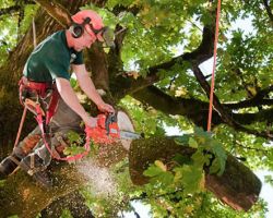 Tree Removal Experts