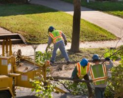 Tucson Tree Removal Service