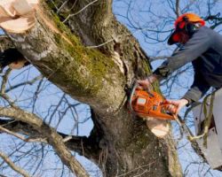 All Pro Tree Service