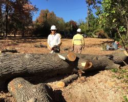 Rafaels Tree Service