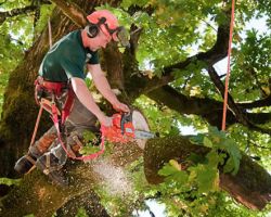 Tree Removal Experts