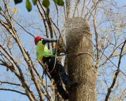 Butchs Tree Service Inc.