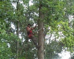 Partners Tree Care