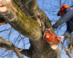 Mulheron Tree Experts