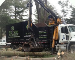 Nelson Tree Specialist