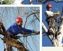 Out on a Limb Tree Service